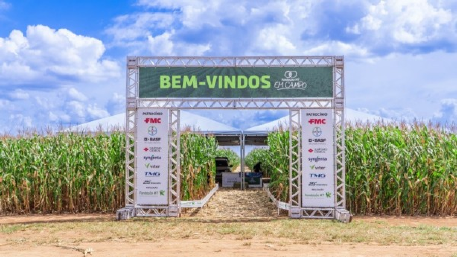 Milho e algodão: dia de campo em Sorriso apresenta resultados de pesquisas para cultivos de 2ª safra