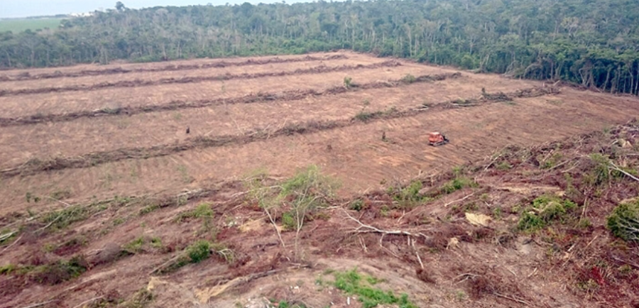 Mato Grosso lidera desmatamento na Amazônia, aponta Imazon