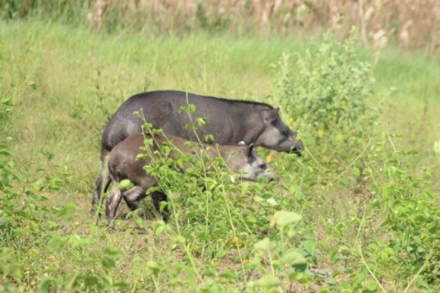 AXIA Energia conclui manutenção da Usina Hidrelétrica de Colíder e consolida resgate e proteção de espécies ameaçadas