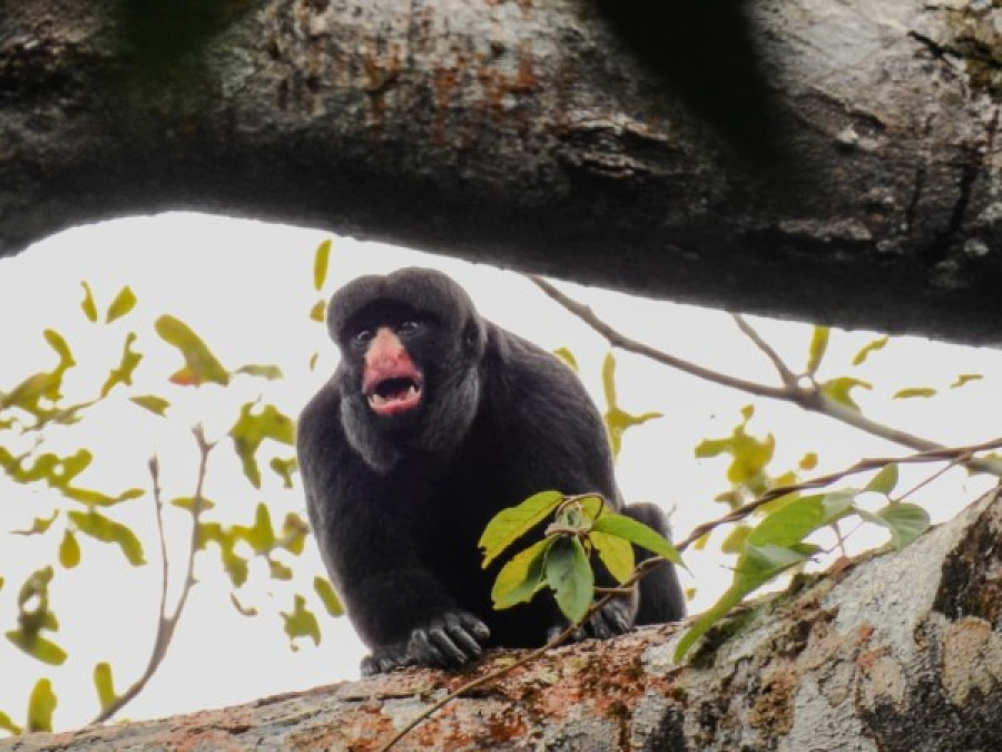 AXIA Energia realiza ações de monitoramento da fauna na área do reservatório da UHE Colíder 