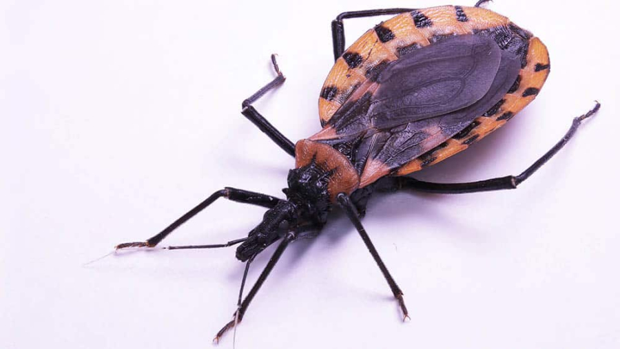 Diagnóstico precoce da doença de Chagas pode evitar danos graves ao coração