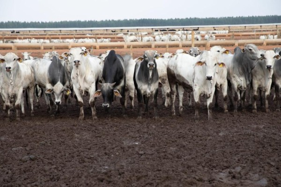 China reconhece Brasil como livre de febre aftosa