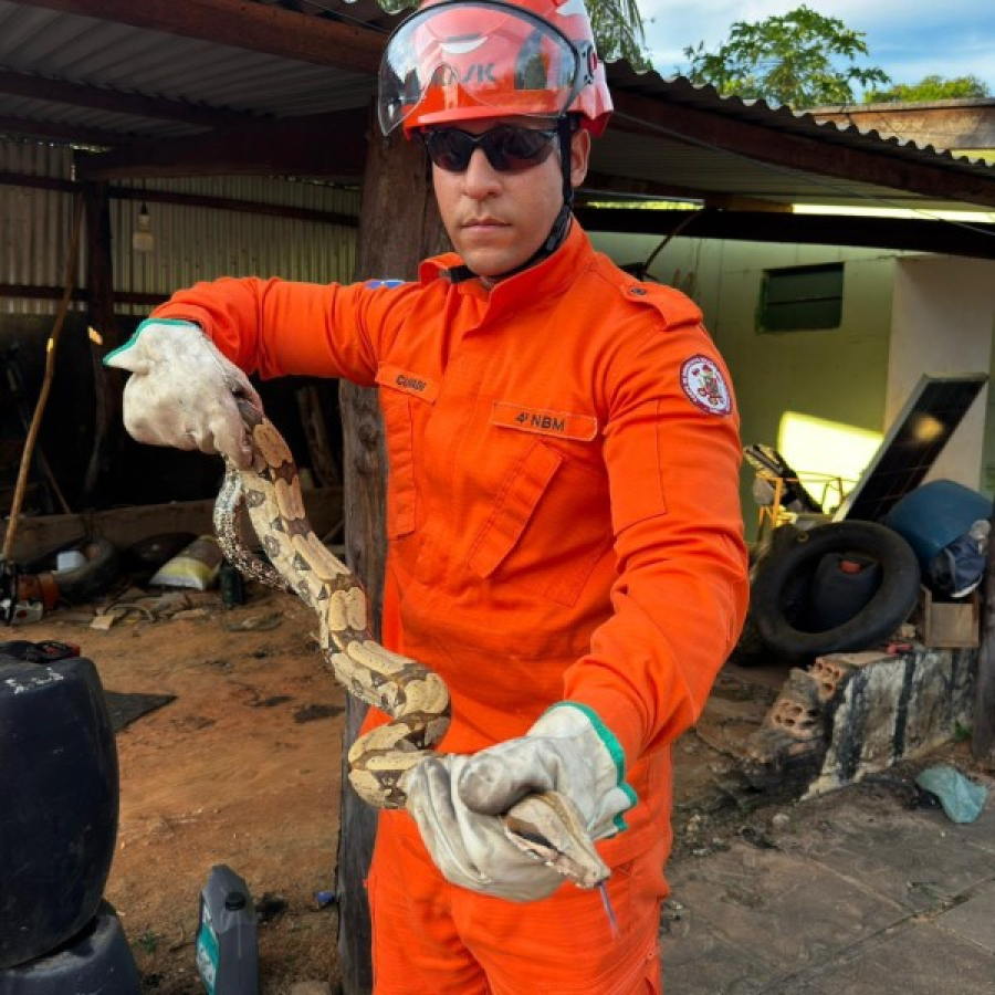Jiboia de 1,5 metro é capturada pelos Bombeiros em residência de Guarantã do Norte